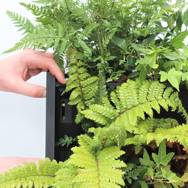 PlantBox Living Walls - Image 6
