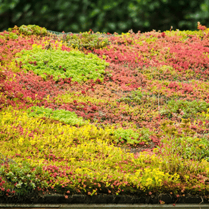 Sedum Turf Fully Grown for Green Roof Systems